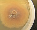Mycelium in a petri dish