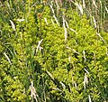 Miniatuur voor Bestand:Lady's bedstraw (Galium verum) - geograph.org.uk - 5438469.jpg