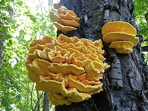 Laetiporus sulphureus (32715501158).jpg