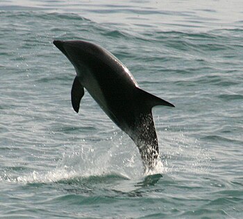 A Dusky Dolphin, Kaikoura