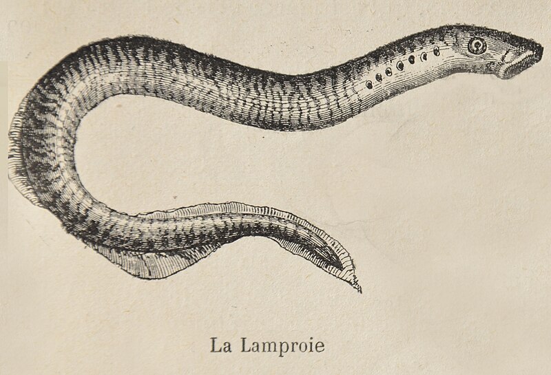 File:Lamproie Planer57.jpg