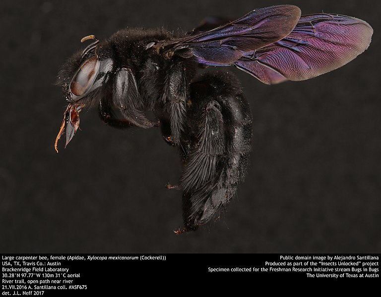 File:Large carpenter bee, female (Apidae, Xylocopa mexicanorum (Cockerell)) (35111779313).jpg