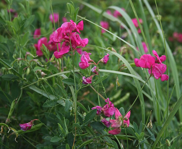 File:Lathyrus tuberosus 2.jpg