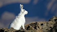 Polar hare