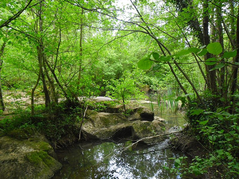 File:Les Îles de Pont de Ligugé, site naturel préservé.jpg