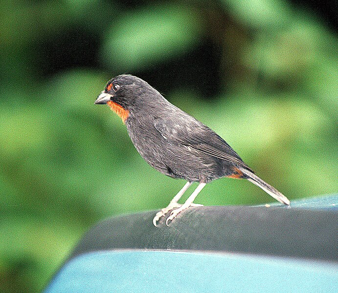 File:Lesser Antillean Bullfinch (Loxigilla noctis) Dominica 2001.jpg