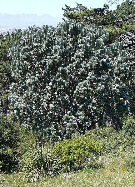 File:Leucadendron argenteum - Silvertree - Rhodes memorial.JPG