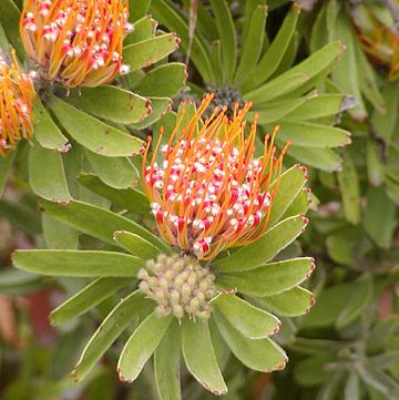 Leucospermum