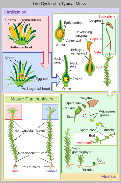 File:Lifecycle moss svg diagram.svg