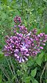 Category:Syringa vulgaris flowers - Wikimedia Commons