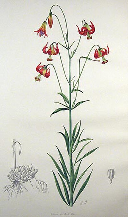 Tập_tin:Lilium_occidentale.jpg