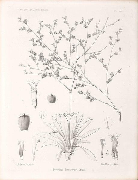 File:Limonium tunetanum (Bonnet & Barratte) Maire.jpg