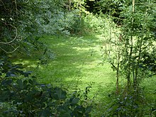 Lingwood Meadows 3.jpg