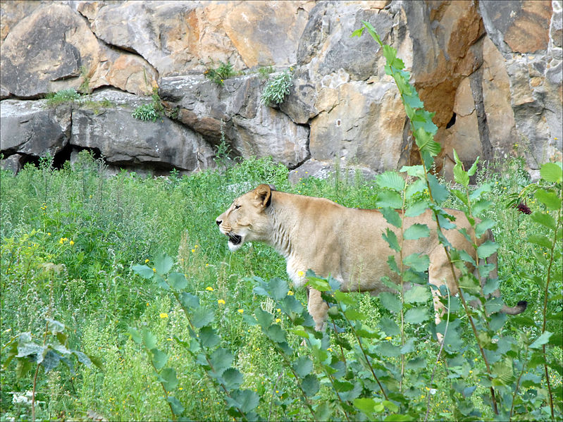 File:Lionne (Zoo de Berlin) (6080469945).jpg