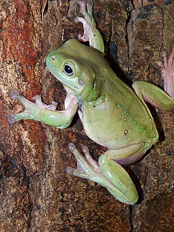 Litoria caerulea2.JPG