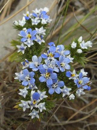 <i>Triptilion</i> Genus of flowering plants