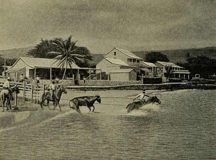 Loading cattle at Kailua-Kona, at the start of the 20th century.