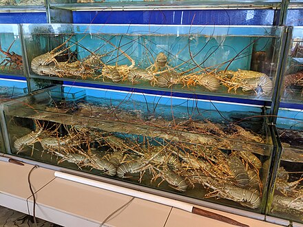 Lobsters in their unnatural habitat in a Sungai Rengit seafood restaurant