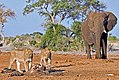 Löwen und Elefanten im Chobe-Nationalpark