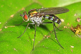 <i>Plagioneurus</i> Genus of flies