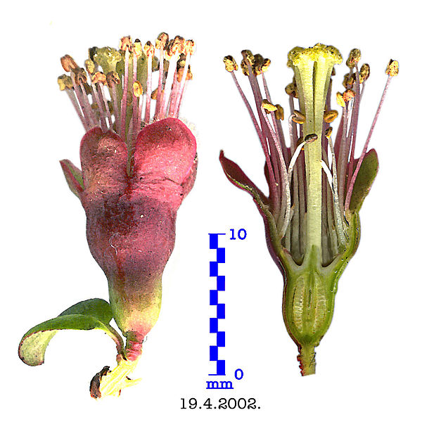 File:Longitudinal cut through flower of Chaenomeles japonica.jpg