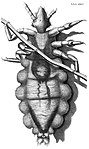 Engraving of a louse from Hooke's Micrographia