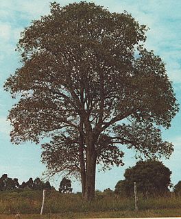 <i>Luehea</i> Genus of trees