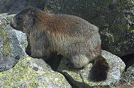 Marmotă alpină de Tatra (Marmota marmota latirostris)