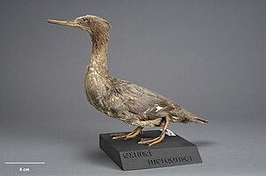 Aucklandsäger (Mergus australis) Allestimento museale del 1902