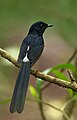 Male; Bondla Wildlife Sanctuary, Goa, India