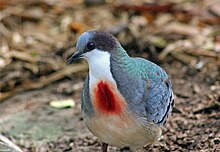 MINDANAO KANAMA-KALP DOVE (6951813978) .jpg