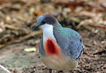 Tập_tin:MINDANAO_BLEEDING-HEART_DOVE_(6951813978).jpg