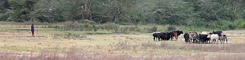 File:Maasai man with cattle.jpg