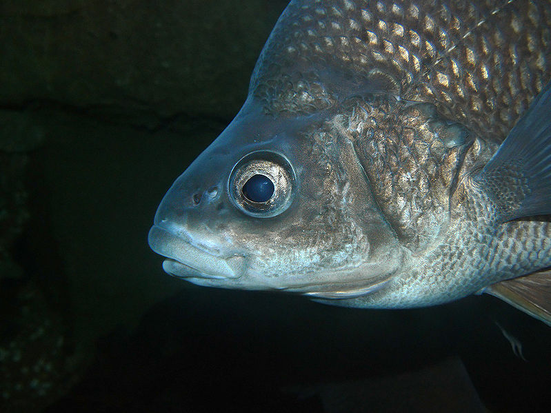 File:Macquarie perch 2.jpg