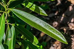 Magnolia insignis.jpg