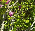 * Nomination: Flowers of Magnolia liliflora and a snail in Tandil, Argentina --Ezarate 00:00, 10 October 2021 (UTC) * * Review needed