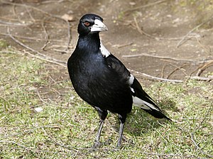 Flute bird (Gymnorhina tibicen)