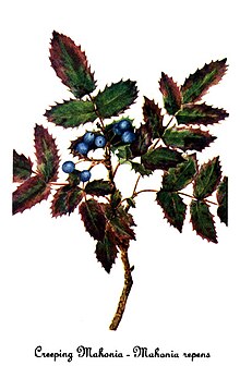 Botanical illustration by Mary Vaux Walcott Mahonia repens-2, by Mary Vaux Walcott.jpg