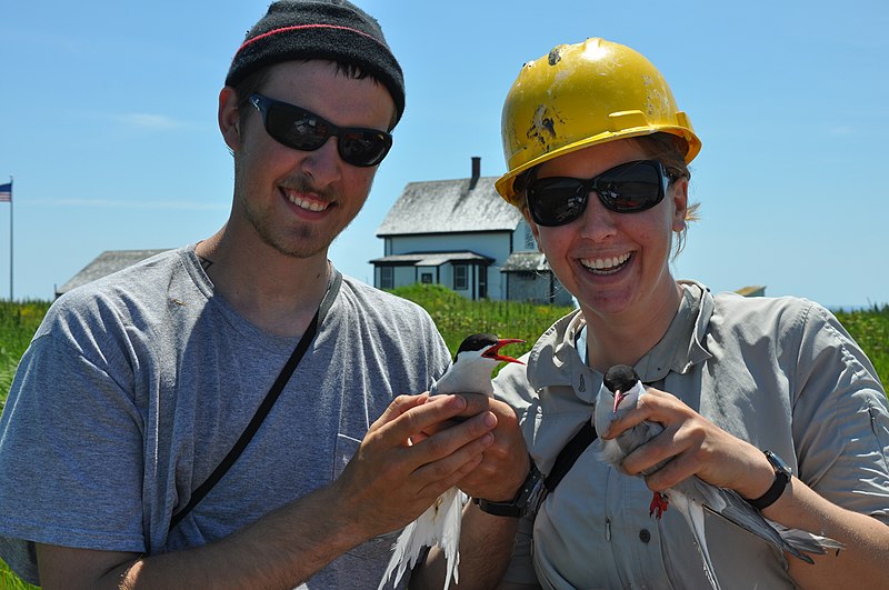 File:Maine Coastal Island Researchers Handling Terns (4879641196).jpg