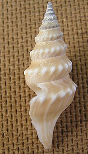 <i>Makiyamaia</i> Genus of gastropods