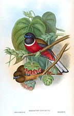 Illustration by John Gould (1854) MalabarTrogonGould.jpg