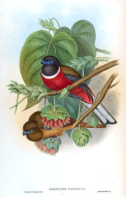 Malabar Asian Trogon, maschio (sopra) e femmina (sotto)