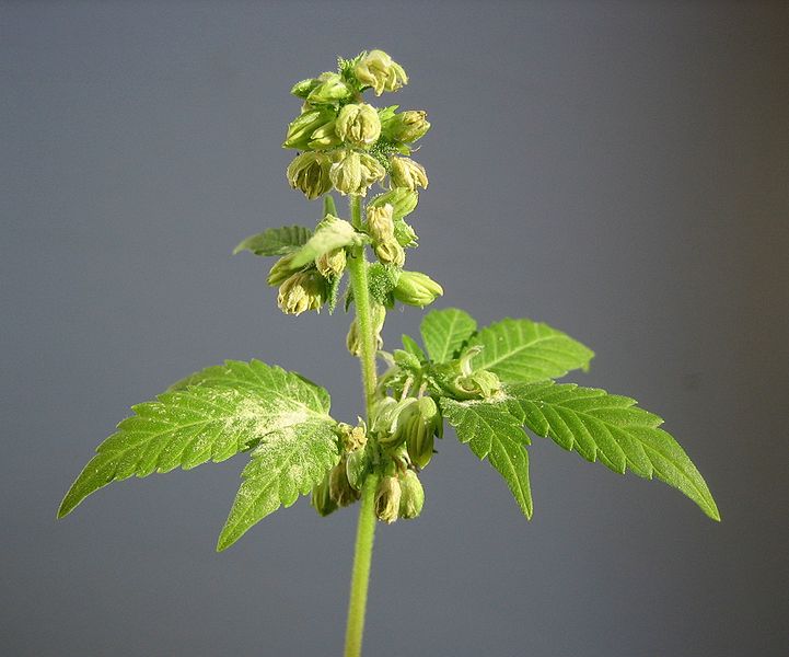 File:Male hemp flowers.jpg