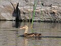 Juvenile, Quetico Provincial Park, Ontario