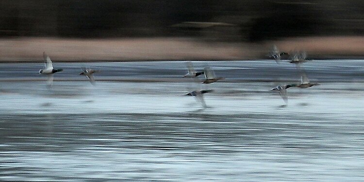 Mallards (Anas platyrhynchos) Flying