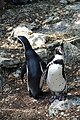 * Nomination: Penguins (Spheniscus humboldti) at zooParc in Beauval (Saint-Aignan, Loir-et-Cher, France). --Gzen92 07:12, 21 September 2019 (UTC) * Review The photo should be rotated before uploading. --Steindy 08:33, 21 September 2019 (UTC)