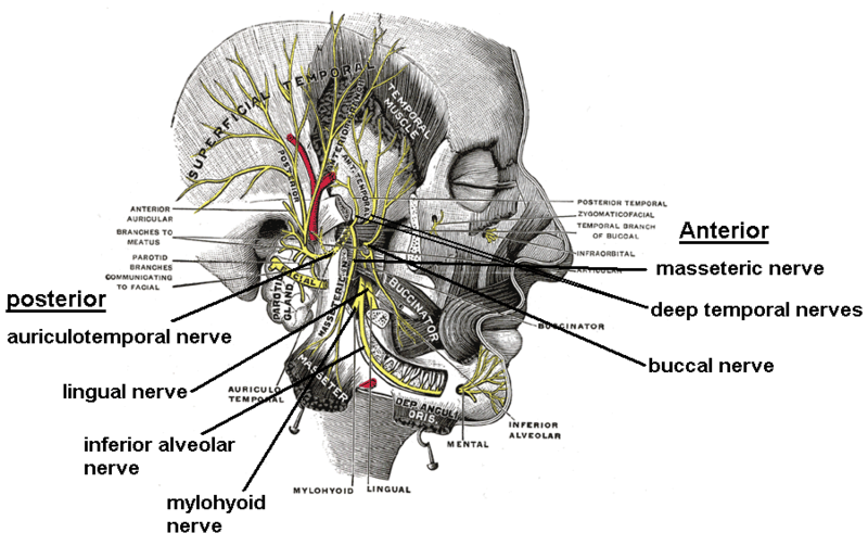 File:Mandibular nerve branches.png