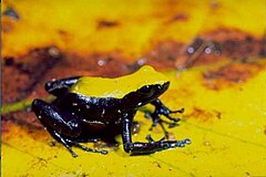 Description de l'image Mantella laevigata01.jpg.