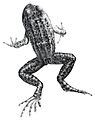 Mantidactylus guttulatus.jpg