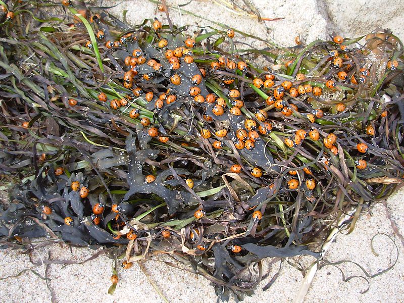 File:Marienkäfer an der Ostsee August 2009.JPG